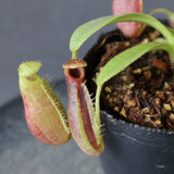 【食虫植物】N.sp.aff.bongso(from G. Gadut,seed-grown) Y'S Lab
