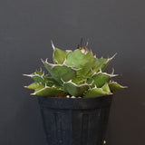 【DRAGON AGAVE】アガベ 金鑚 EC70