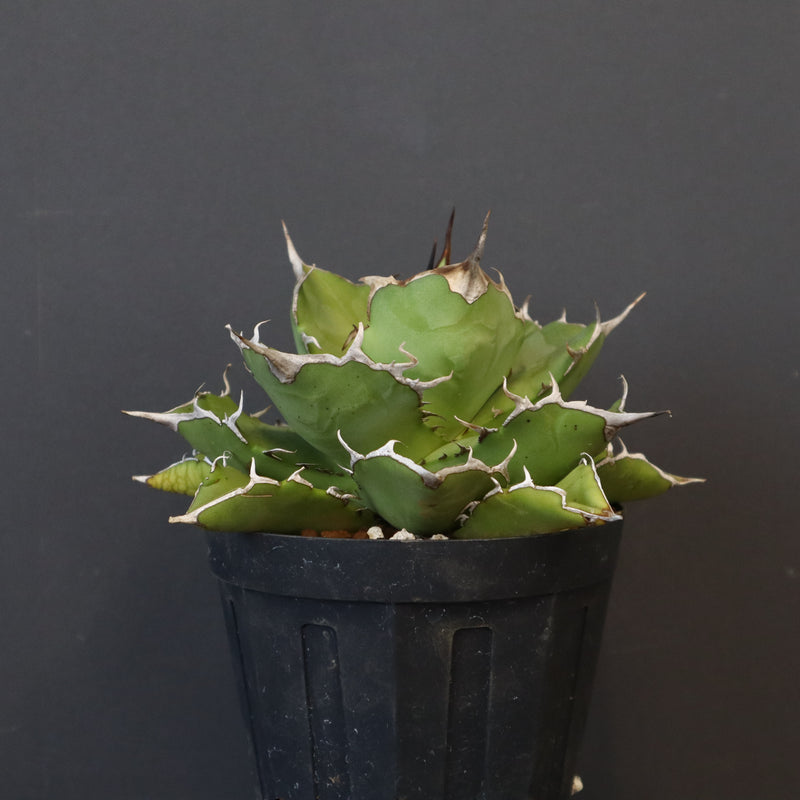 【DRAGON AGAVE】アガベ 金鑚 EC70
