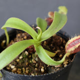 【食虫植物】N.sp.aff.bongso(from G. Gadut,seed-grown) Y'S Lab