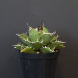 【DRAGON AGAVE】アガベ 金鑚 EC70