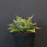 【DRAGON AGAVE】アガベ 金鑚 EC70