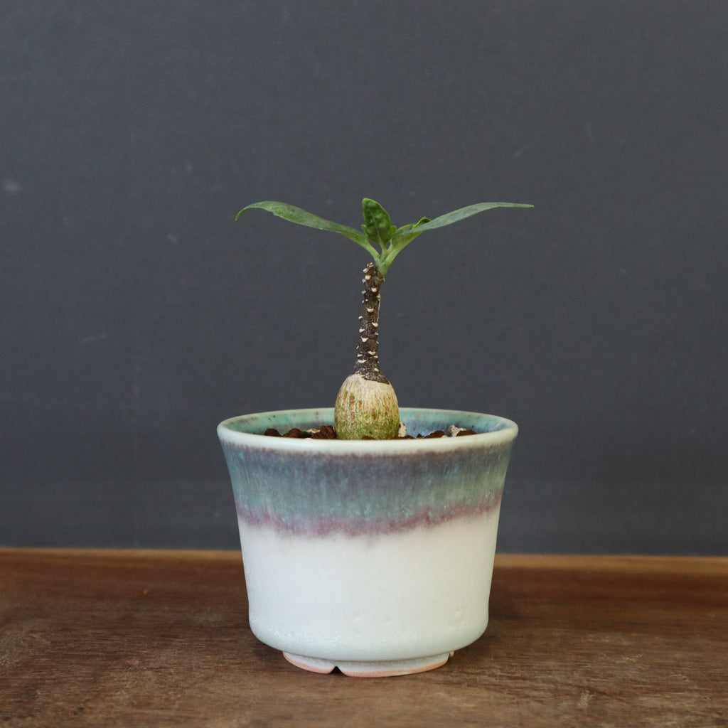 中川智治陶器鉢】A.ペチュエリー(実生) 38 – TaiShoDo ONLINE SHOP