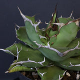 【DRAGON AGAVE】アガベ 金鑚 EC70