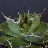 【DRAGON AGAVE】アガベ 金鑚 EC70