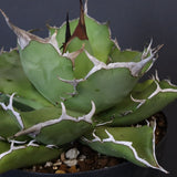 【DRAGON AGAVE】アガベ 金鑚 EC70