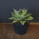 【DRAGON AGAVE】アガベ 金鑚 EC70