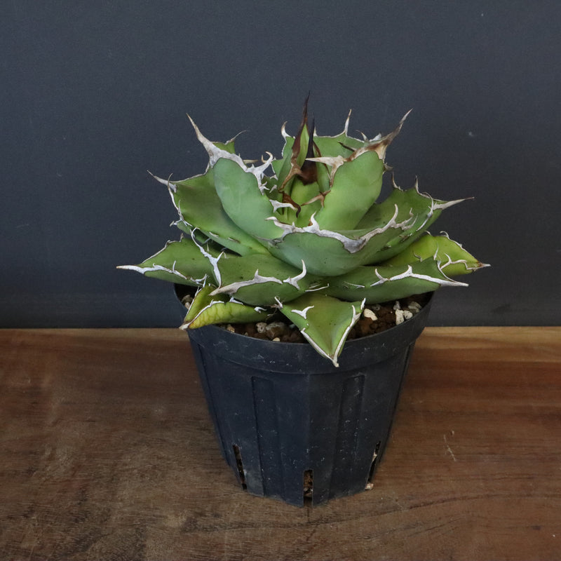 【DRAGON AGAVE】アガベ 金鑚 EC70