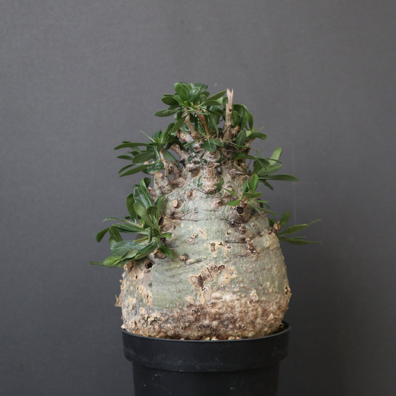 F.コルムナリス 79 – TaiShoDo ONLINE SHOP
