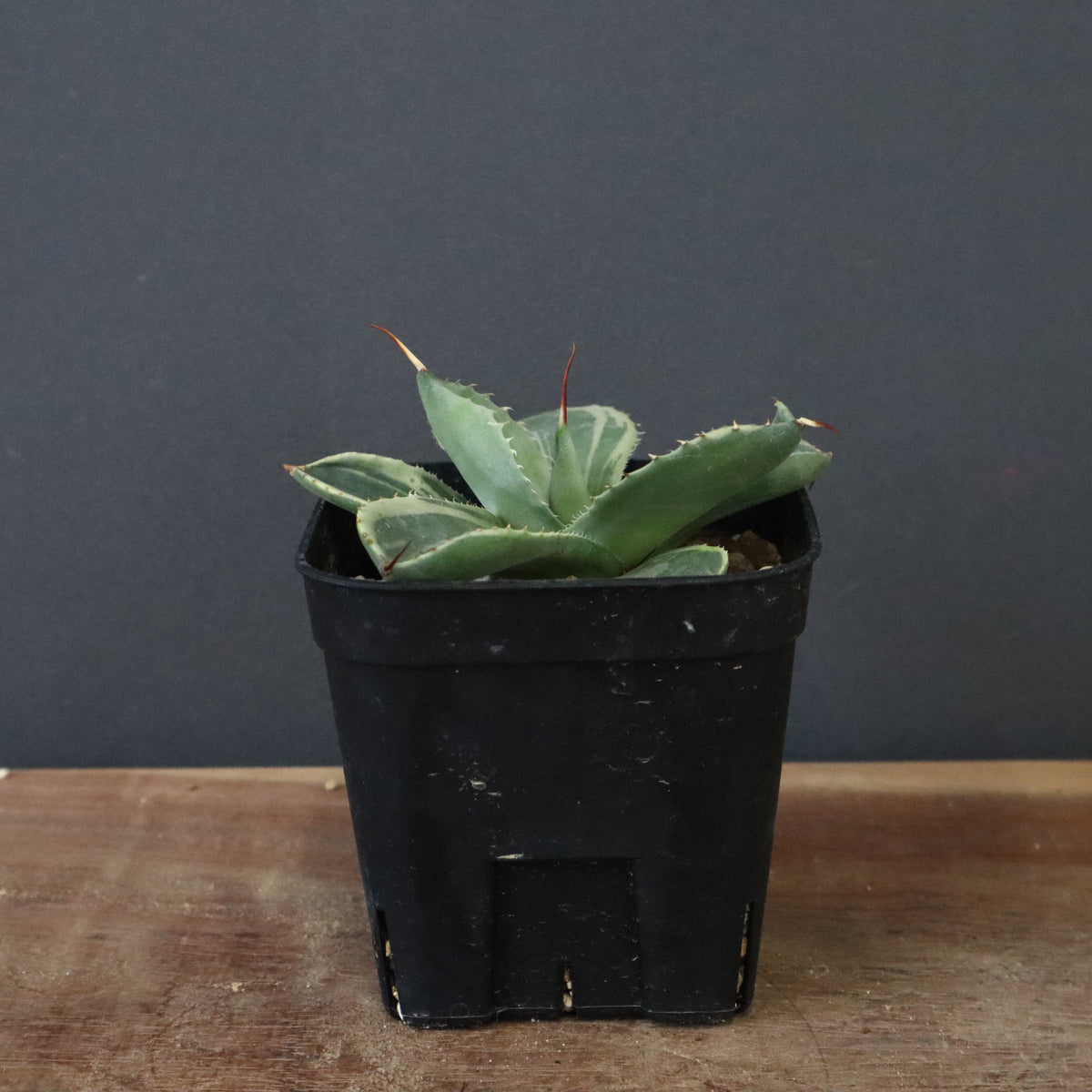 アガベ – 12ページ目 – TaiShoDo ONLINE SHOP