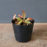 【食虫植物】N. attenboroughii philippines Expendition collection5 Victria Peak 1600m Y's Lab