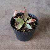 【食虫植物】N. attenboroughii philippines Expendition collection5 Victria Peak 1600m Y's Lab