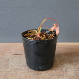 【食虫植物】N. attenboroughii philippines Expendition collection5 Victria Peak 1600m Y's Lab