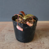 【食虫植物】N. attenboroughii philippines Expendition collection5 Victria Peak 1600m Y's Lab