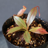 【食虫植物】N. attenboroughii philippines Expendition collection5 Victria Peak 1600m Y's Lab