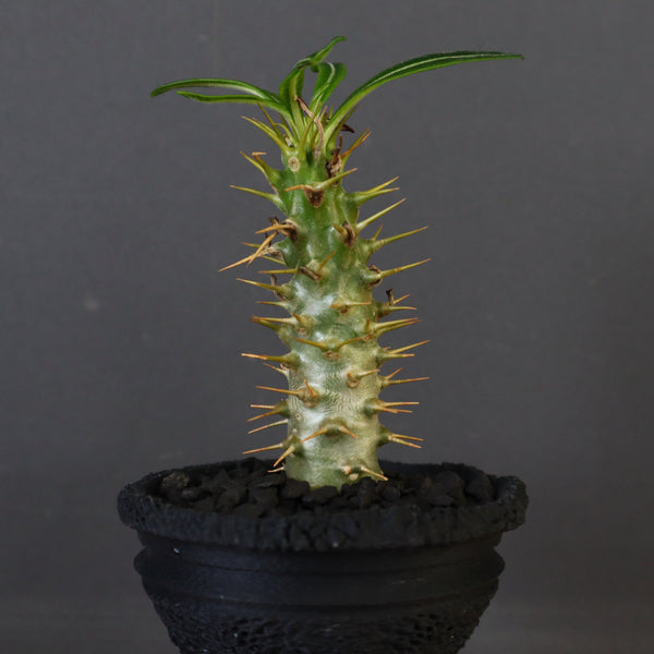 【plants greed】P.アンボンゲンセ（実生）34