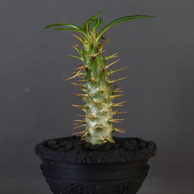 【plants greed】P.アンボンゲンセ（実生）34