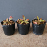 【食虫植物】N. attenboroughii philippines Expendition collection5 Victria Peak 1600m Y's Lab