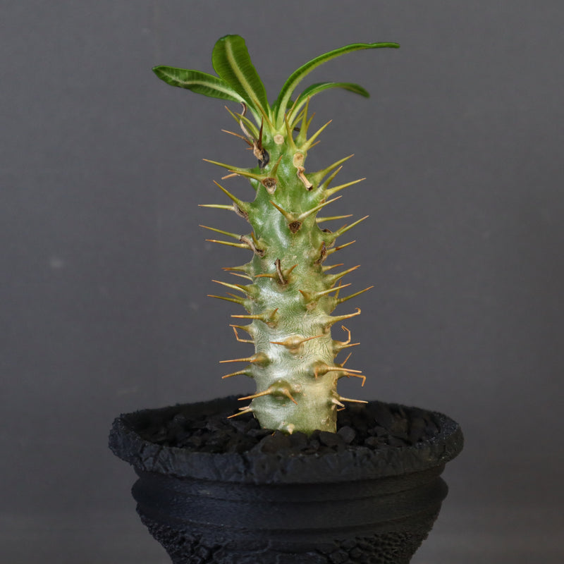 【plants greed】P.アンボンゲンセ（実生）34