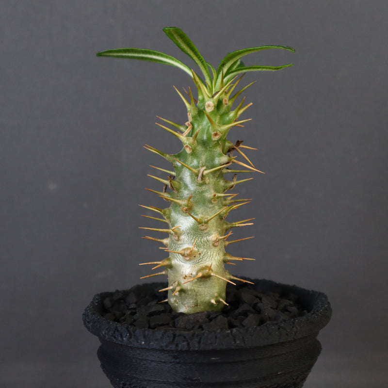 【plants greed】P.アンボンゲンセ（実生）34