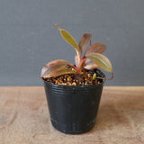 【食虫植物】N. attenboroughii JH Y’s Lab