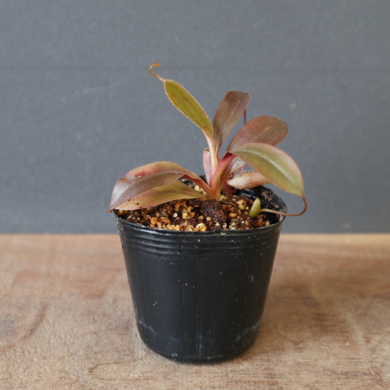 食虫植物】N. attenboroughii JH Y's Lab – TaiShoDo ONLINE SHOP