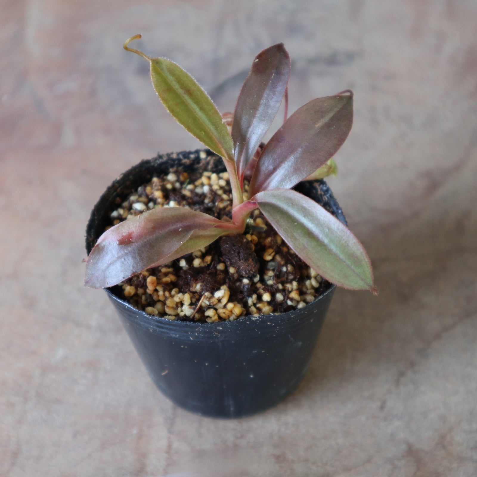 食虫植物】N. attenboroughii JH Y's Lab – TaiShoDo ONLINE SHOP