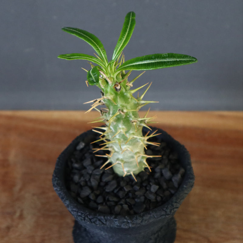 【plants greed】P.アンボンゲンセ（実生）34