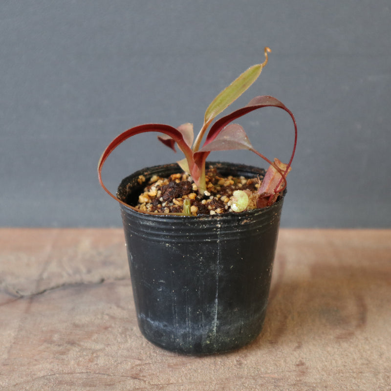 食虫植物】N. attenboroughii JH Y's Lab – TaiShoDo ONLINE SHOP