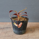 【食虫植物】N. attenboroughii JH Y’s Lab