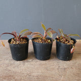 【食虫植物】N. attenboroughii JH Y’s Lab