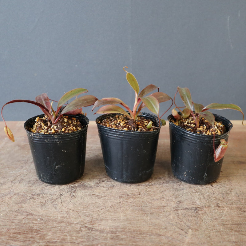 食虫植物】N. attenboroughii JH Y's Lab – TaiShoDo ONLINE SHOP