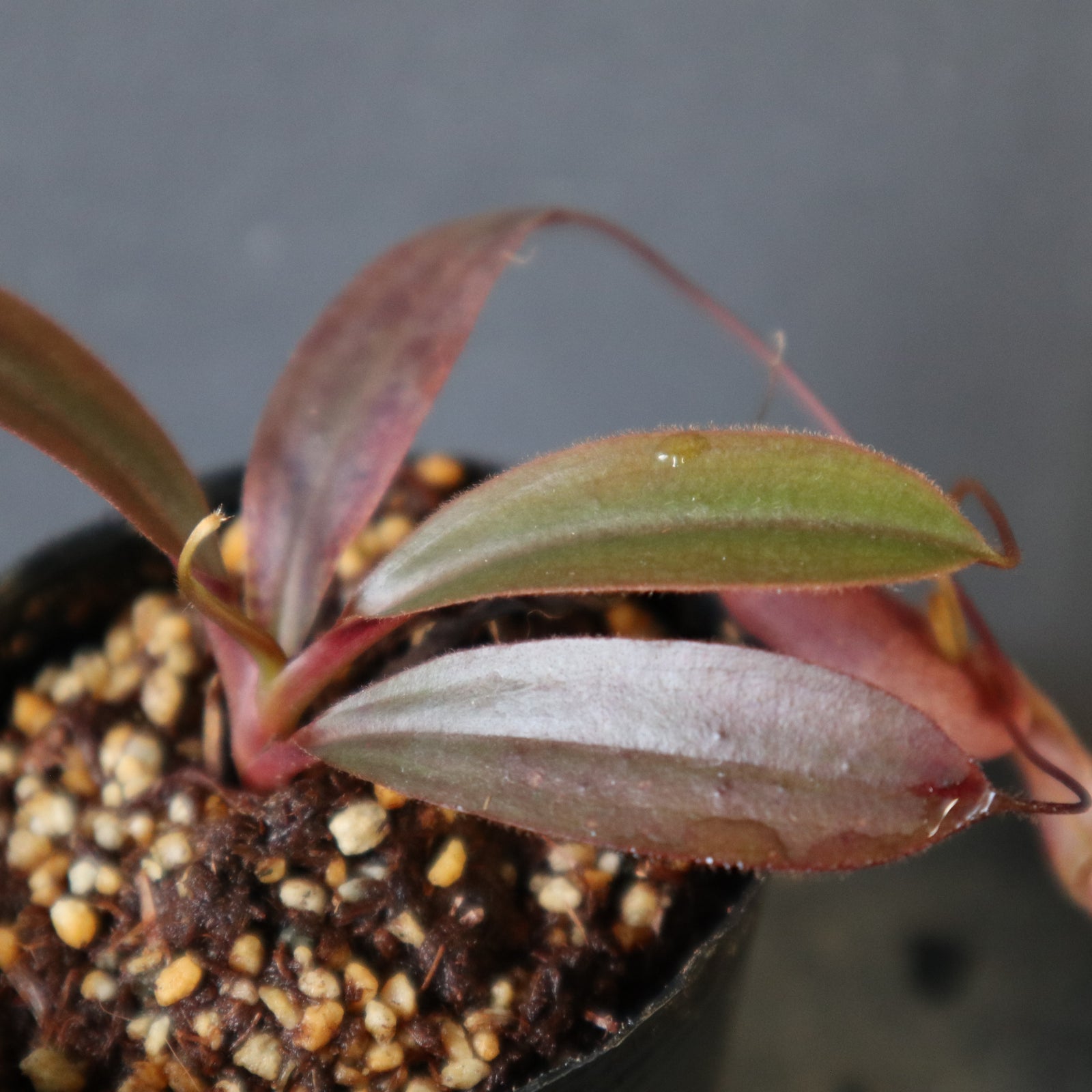 食虫植物】N. attenboroughii JH Y's Lab – TaiShoDo ONLINE SHOP