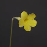 P.グラキリス 1853
