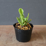 【食虫植物】H.minor Y's Lab