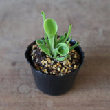 【食虫植物】H.minor Y's Lab