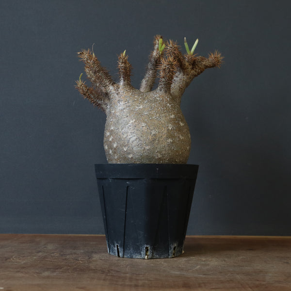 P.グラキリス 1232【綴化】