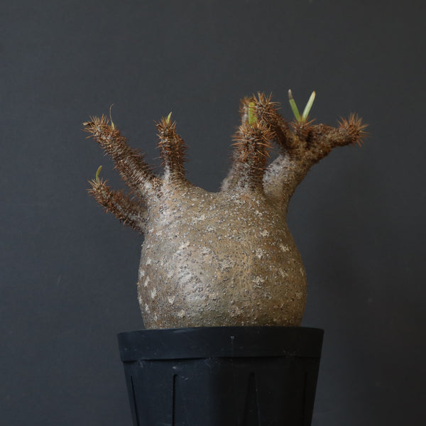 P.グラキリス 1232【綴化】