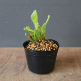 【食虫植物】H.minor Y's Lab