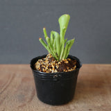 【食虫植物】H.minor Y's Lab