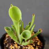 【食虫植物】H.minor Y's Lab