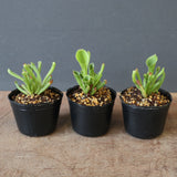 【食虫植物】H.minor Y's Lab
