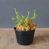 【食虫植物】Darlingtonia californica Y's Lab