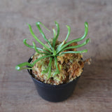 【食虫植物】Darlingtonia californica Y's Lab
