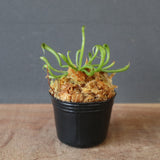 【食虫植物】Darlingtonia californica Y's Lab