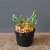 【食虫植物】Darlingtonia californica Y's Lab