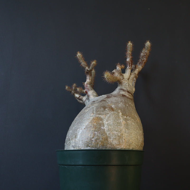 P.グラキリス 1275【綴化】