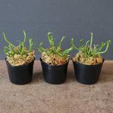 【食虫植物】Darlingtonia californica Y's Lab
