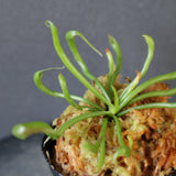【食虫植物】Darlingtonia californica Y's Lab
