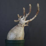 P.グラキリス 1275【綴化】